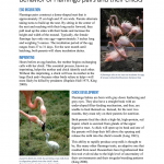 Science Writing - Flamingo Pairs and Their Chicks